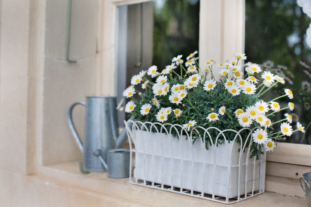Daisies in a recycled styrofoam packaging box