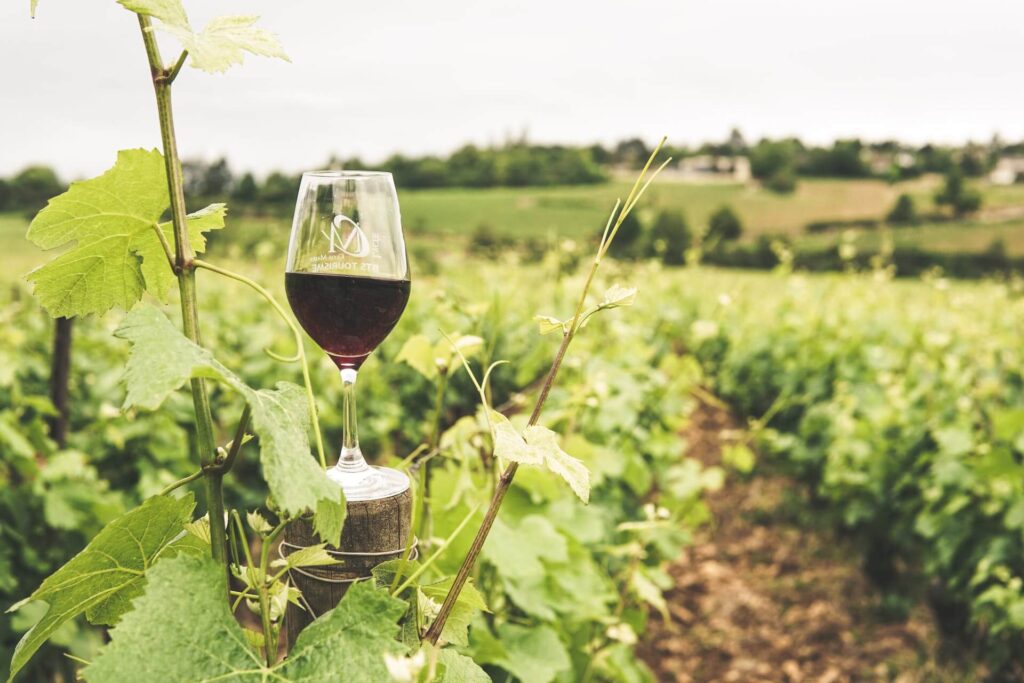 A glass of wine in a vineyard