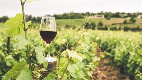 A glass of wine in a vineyard