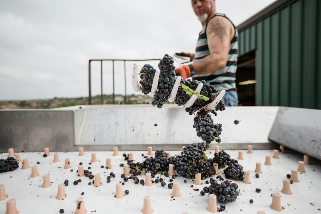 Man placing harvested grapes into a sorter